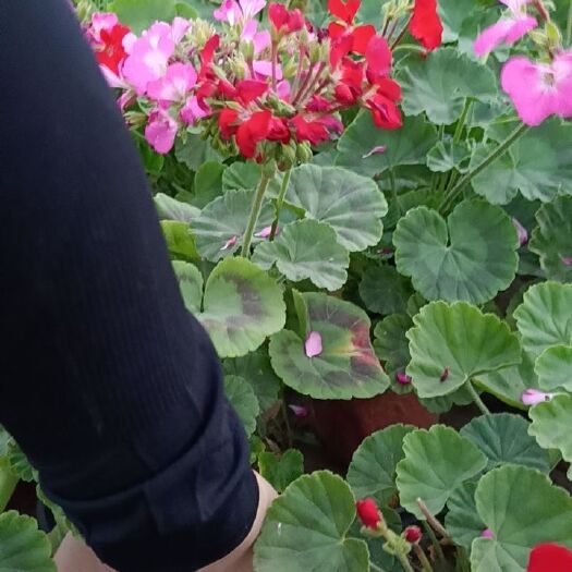 荥阳市 天竺葵