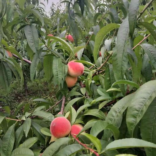 江油市红不软桃 香，甜，脆，