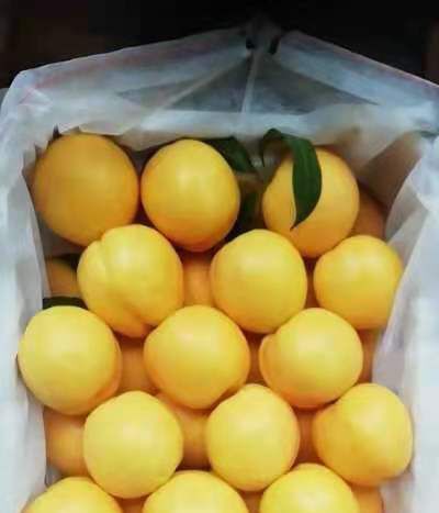 新泰市黄桃 黄毛桃金蜜1号，果面鲜黄，果肉金黄色，口感纯甜