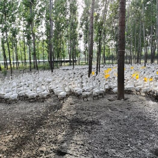 伊川县白鹅 80天大三花