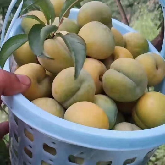 镇宁县 六马蜂糖李