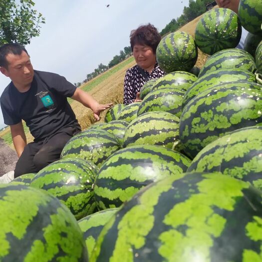 正定县甜王西瓜 西瓜供应  量大从优