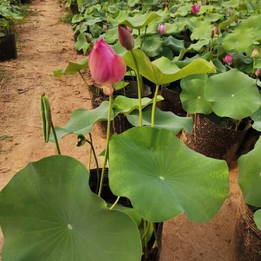 安新县荷花盆栽 盆栽荷花