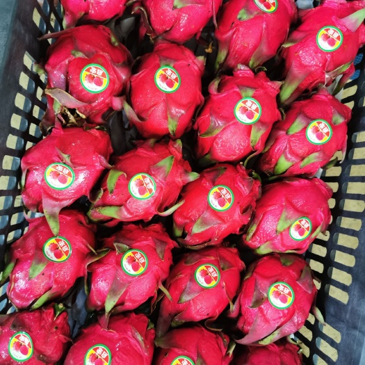 龙州县 大量供应火龙果