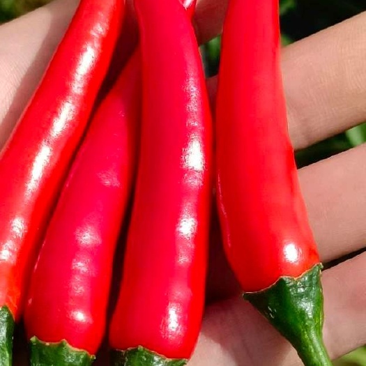 昆明 新鲜小米辣朝天椒农家自种可剁椒泡椒特辣