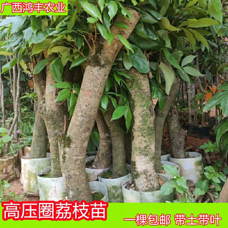 灵山县荔枝苗  高压圈荔枝大苗树桩嫁接荔枝树苗妃子笑桂味大苗南方种