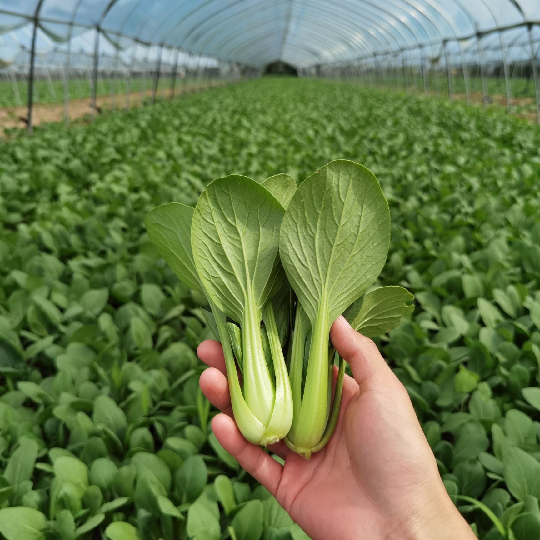 现摘新鲜蔬菜上海青小油菜农家自种蔬菜类小青菜绿叶菜小白菜