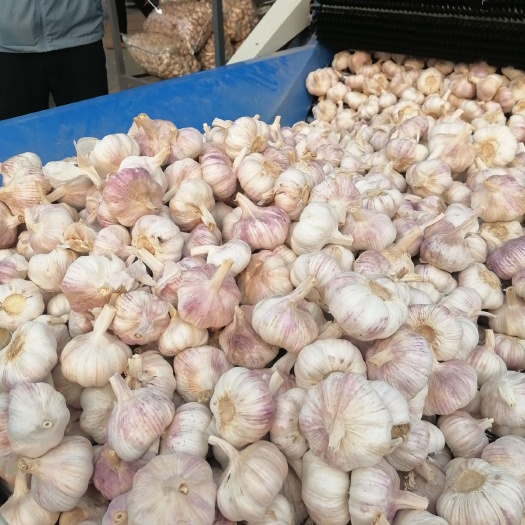 邳州市大蒜邳州大蒜精品净蒜红皮蒜冷库储存代收代储
