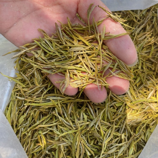 遂昌县黄金茶  黄金芽