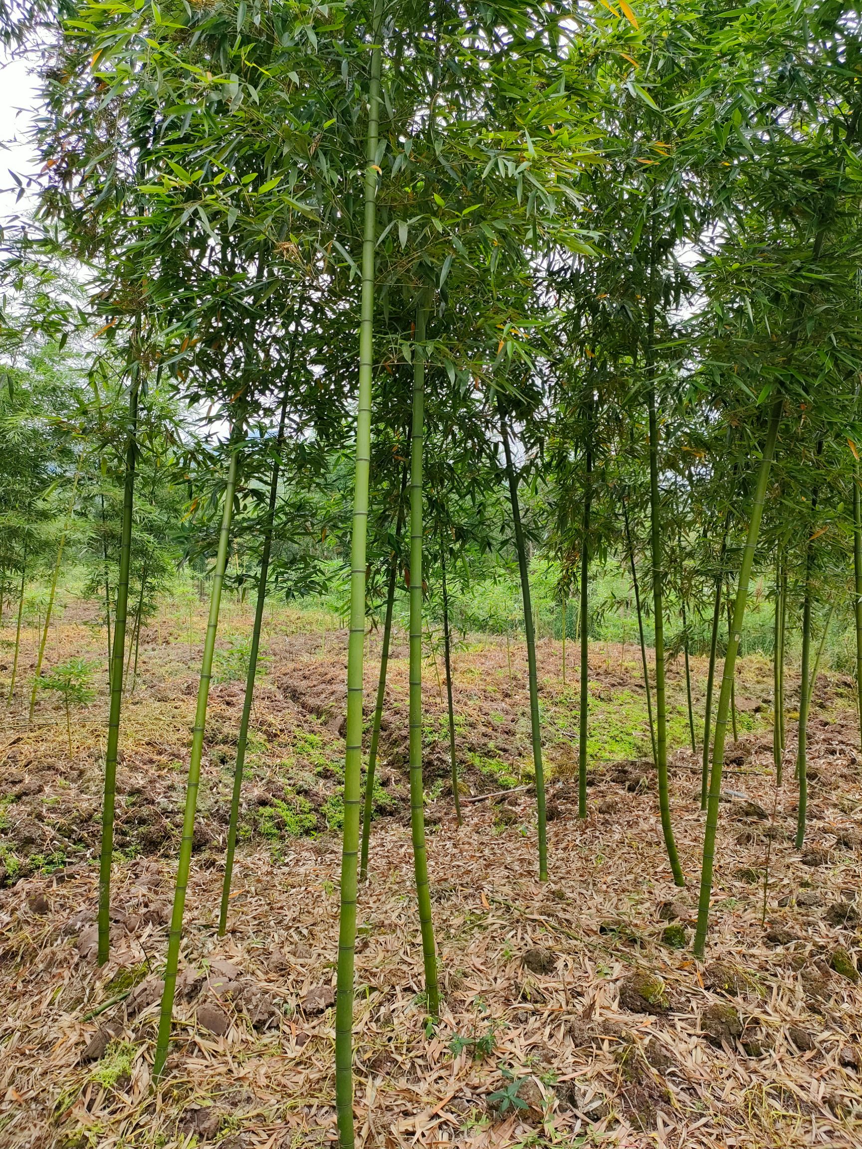 雷竹 一手货源，自家基地