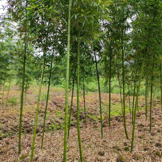 雅安雷竹 一手货源，自家基地