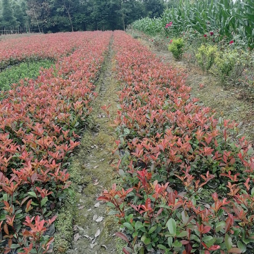 成都鲁宾斯