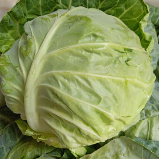 晋中绿包菜  太谷圆包菜大量上市中