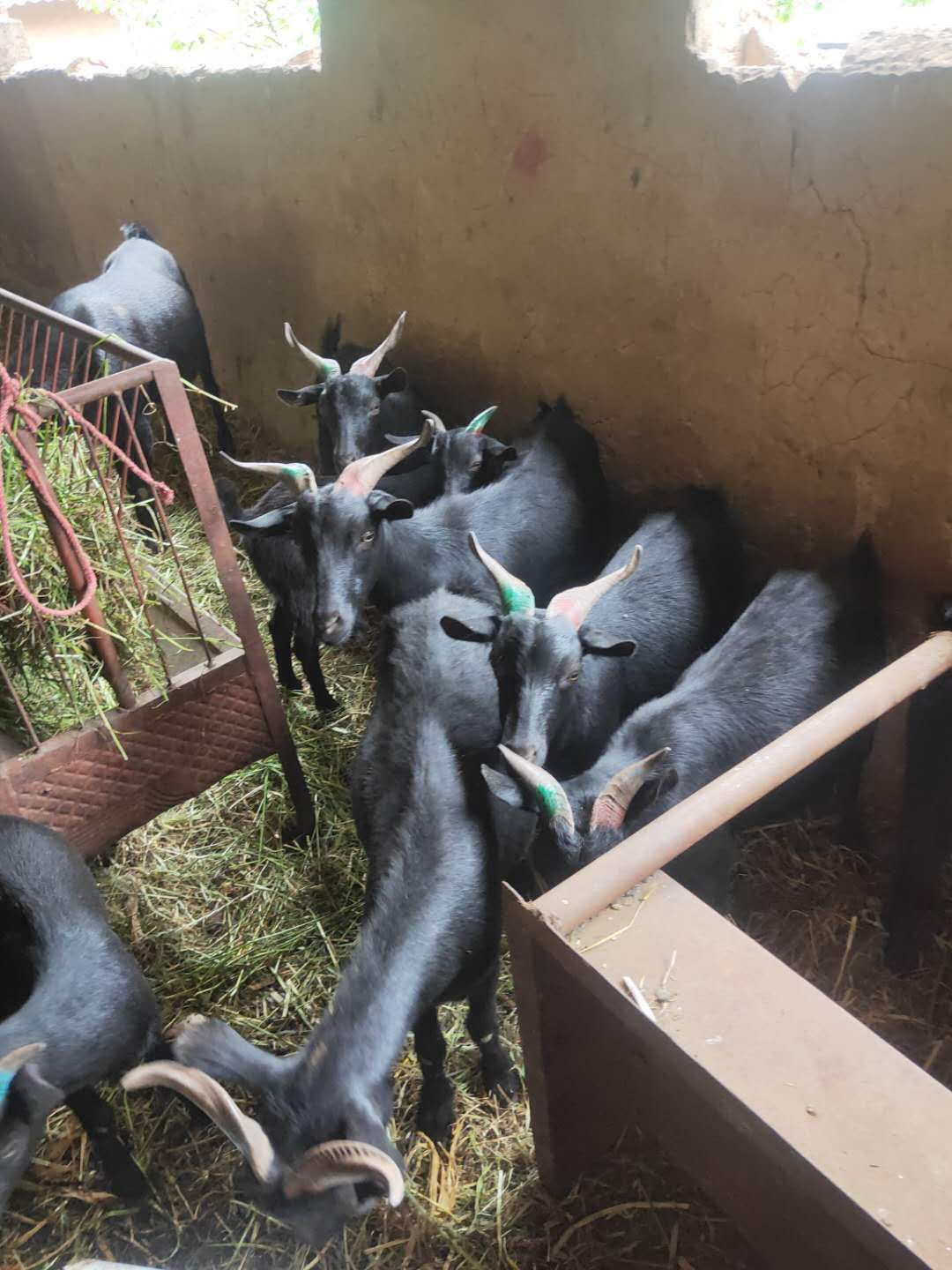 黑云南黑山羊本地羊云岭黑山羊土八路本地羊40斤左右