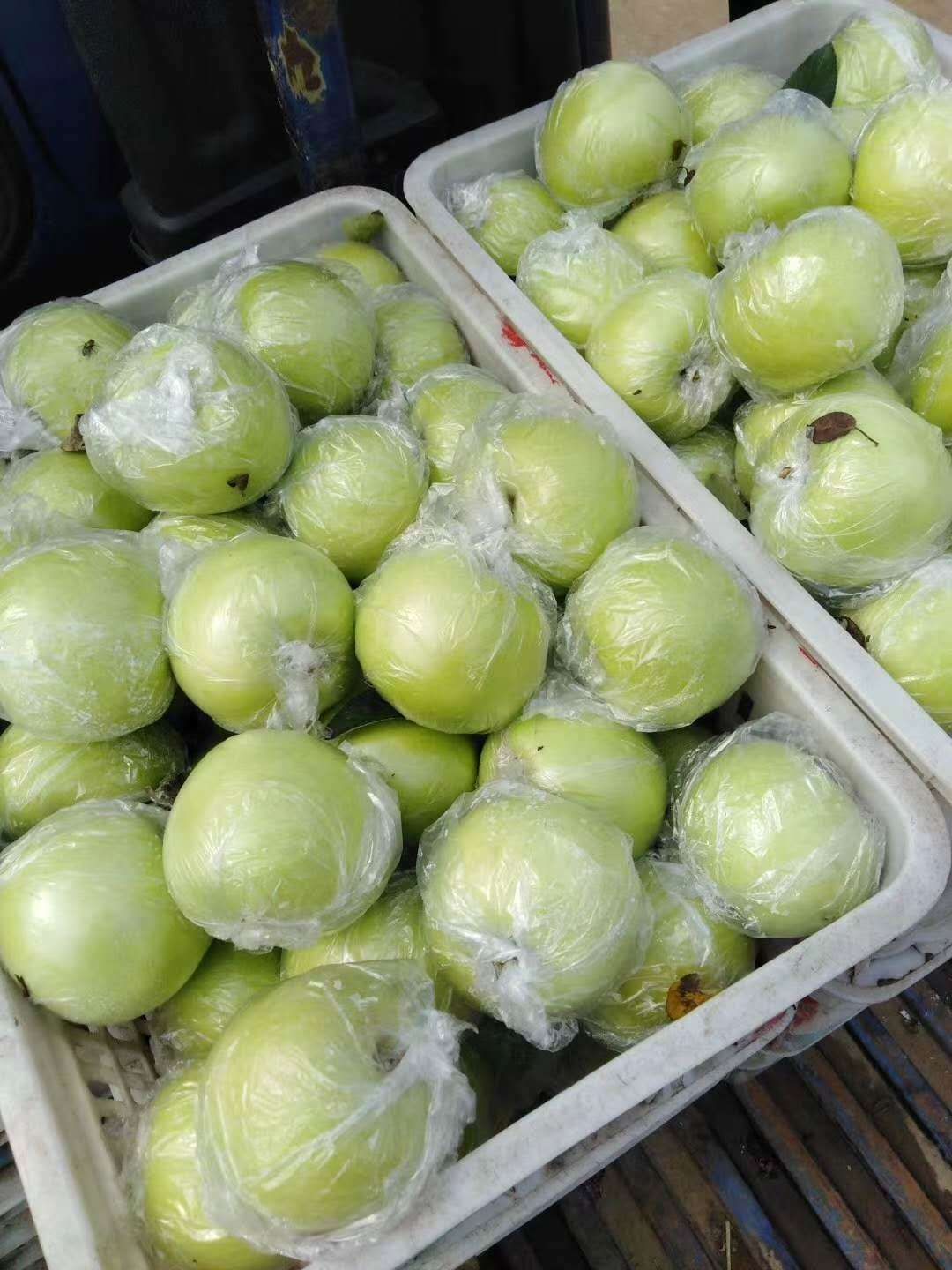 金帅苹果  华硕苹果 早熟苹果大量上市 口感脆甜