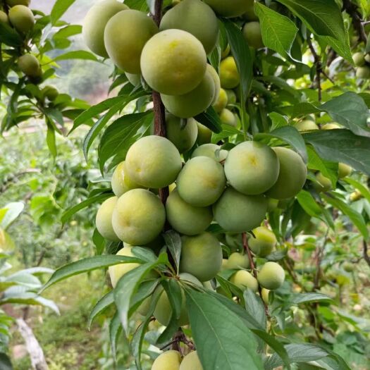 大关县 青脆李