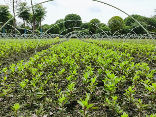 四季杜鹃  美国安酷杜鹃，四季开花杜鹃，花色种类多，花朵大，花期长长势快