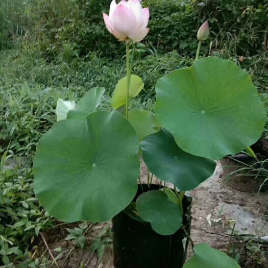 安新县荷花盆栽  盆栽荷花