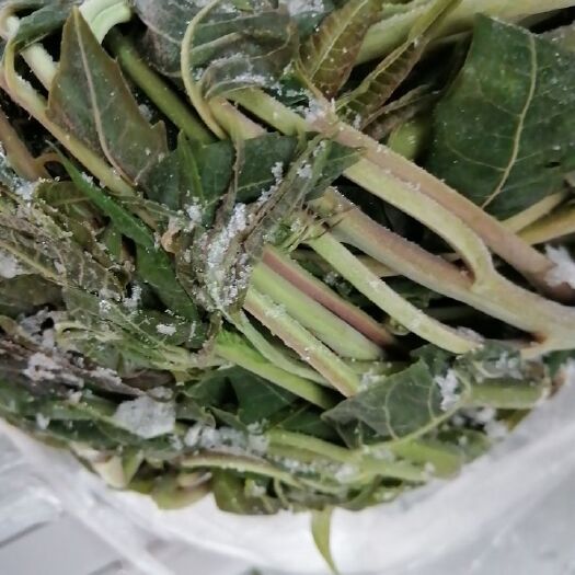 香椿芽