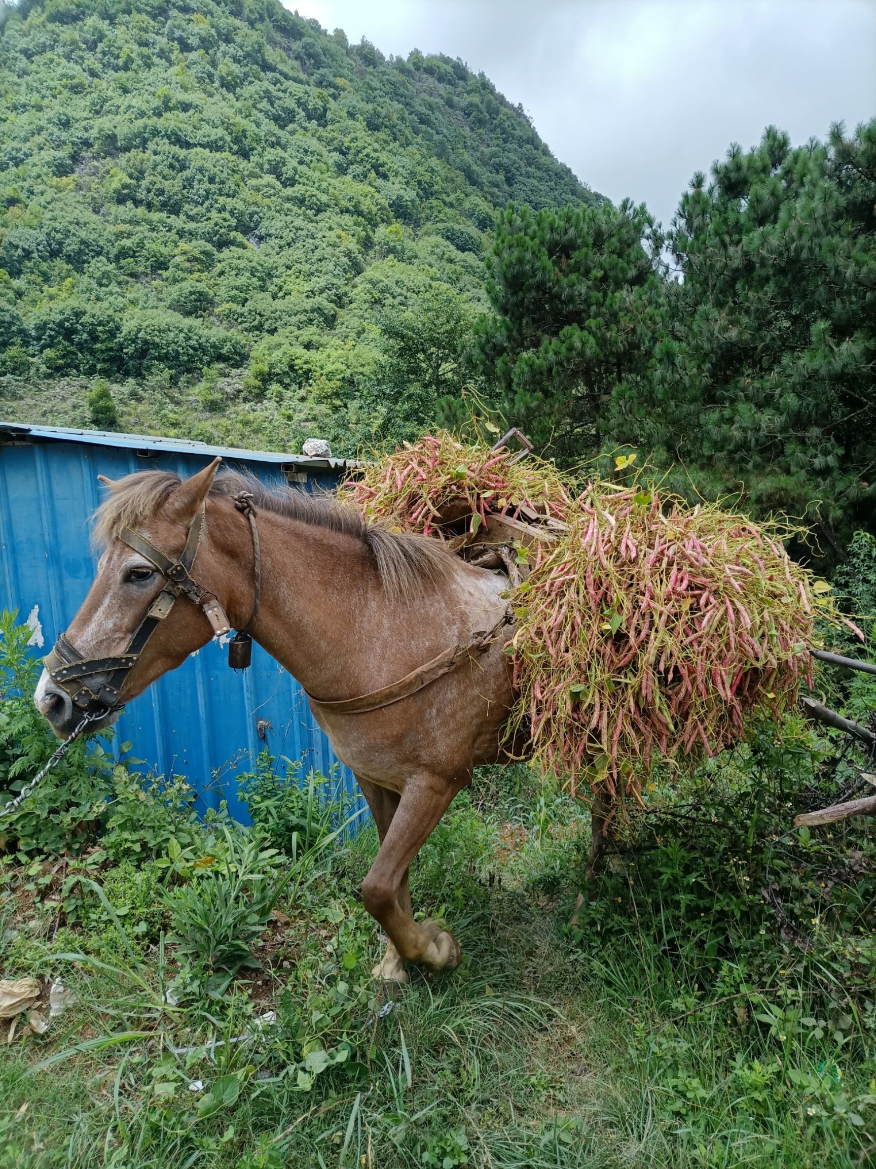 云南本地花豆，农家红花豆，紫花芸豆，酸菜豆米，可以做种子留种