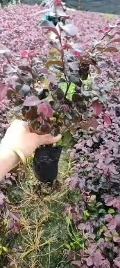红花继木 红继木小杯苗