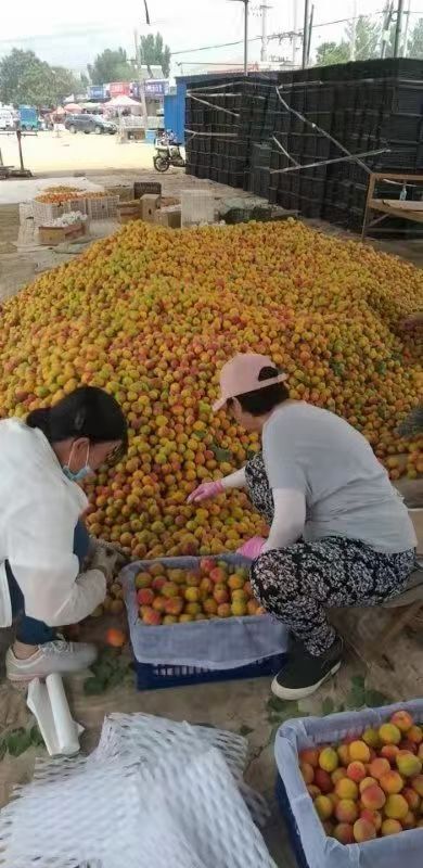 顺平县胭脂杏 串枝红杏大量上市了，欢迎你前来选购。