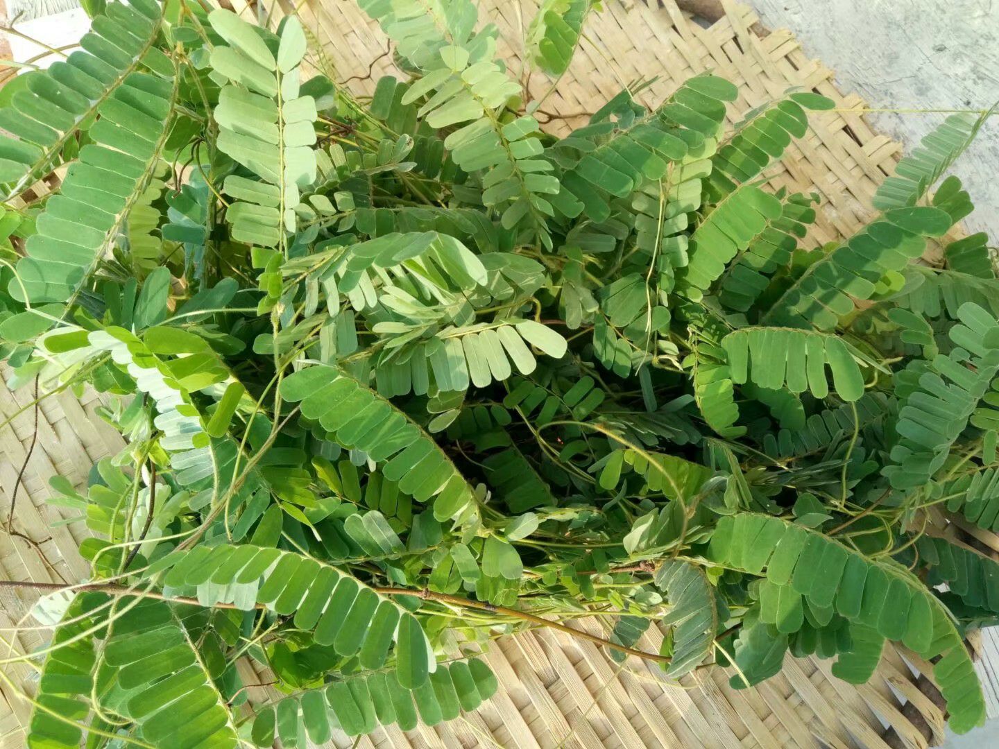 高州特产大山里的鸡骨草