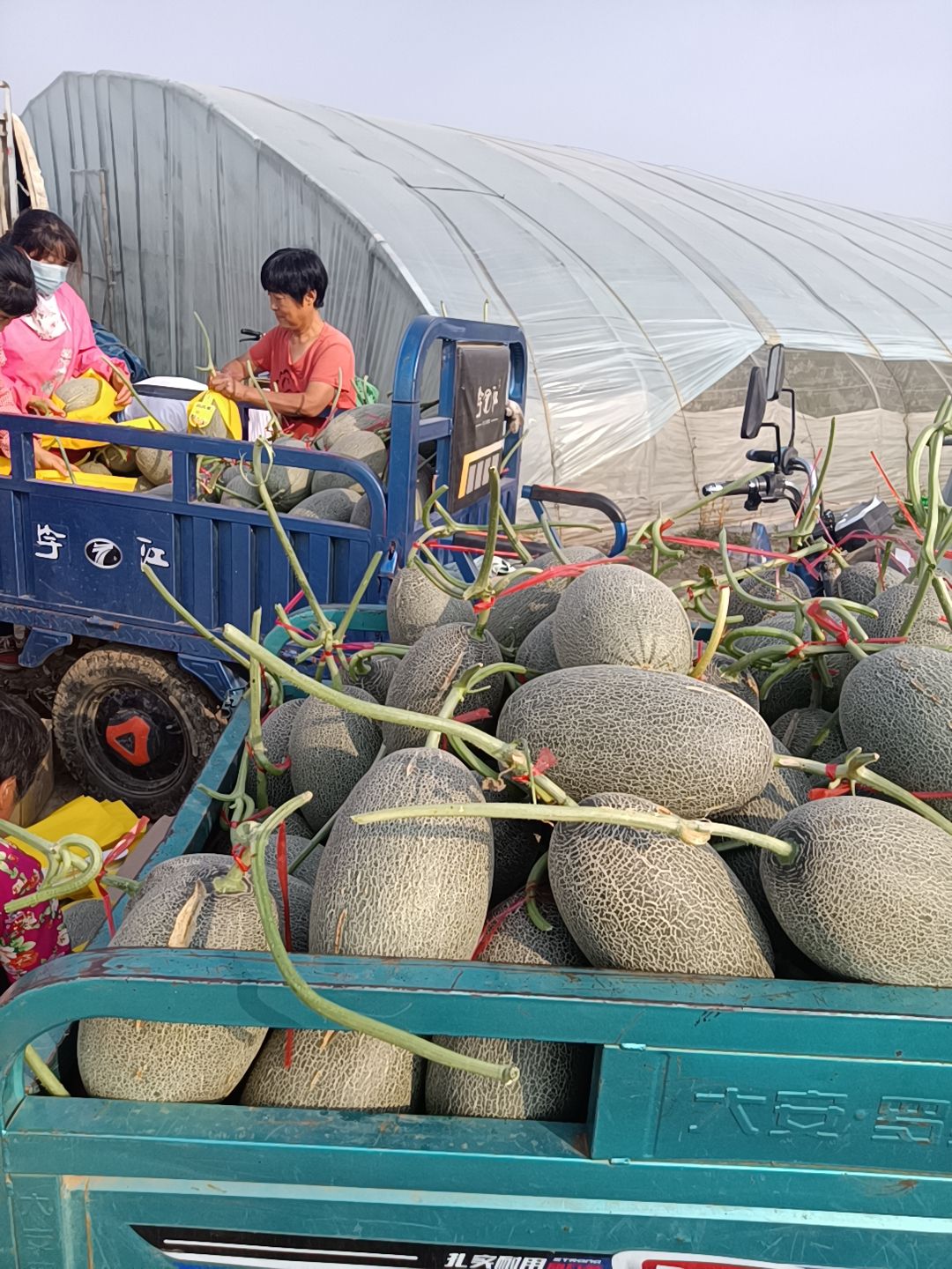  西州蜜量大…………