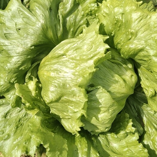 球生菜  生菜，颜色翠绿，色泽光滑，