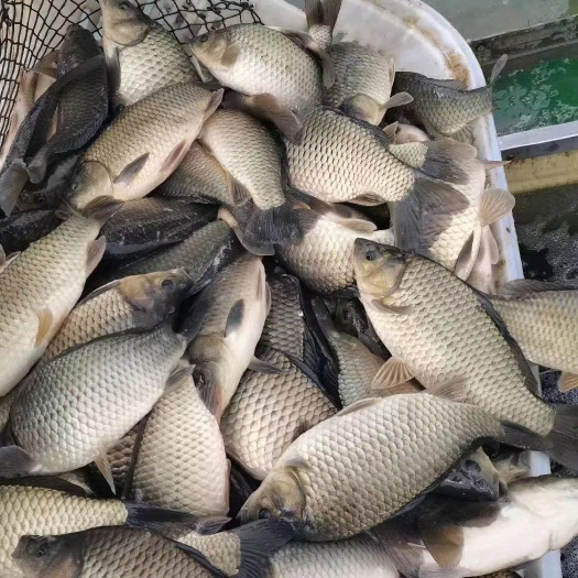 蒙城县黄金鲫 湘云鲫