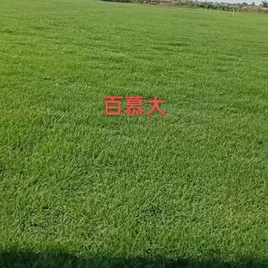 周至县百慕大 草皮