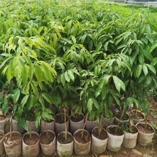 灵山县妃子笑荔枝苗 嫁接苗 2公分以下