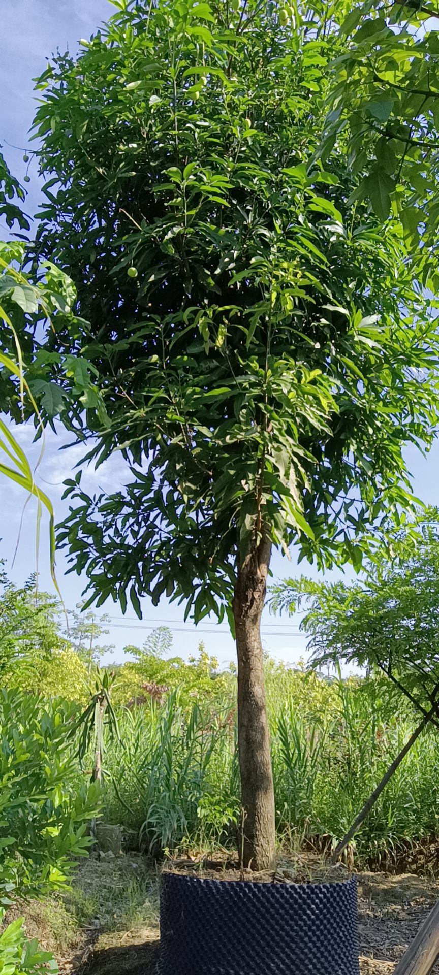 扁桃树  扁桃，无忧花、扁桃、蓝花楹、紫花风铃、铁冬青、香樟