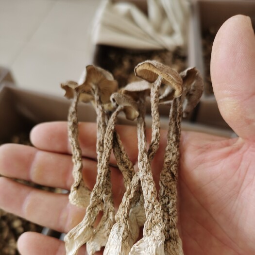 德州精品鹿茸菇（每天新货不卖隔夜货）