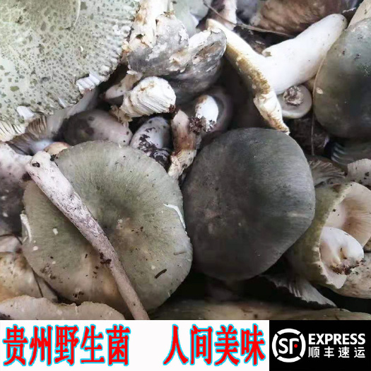 大量供应贵州野生菌野蘑菇