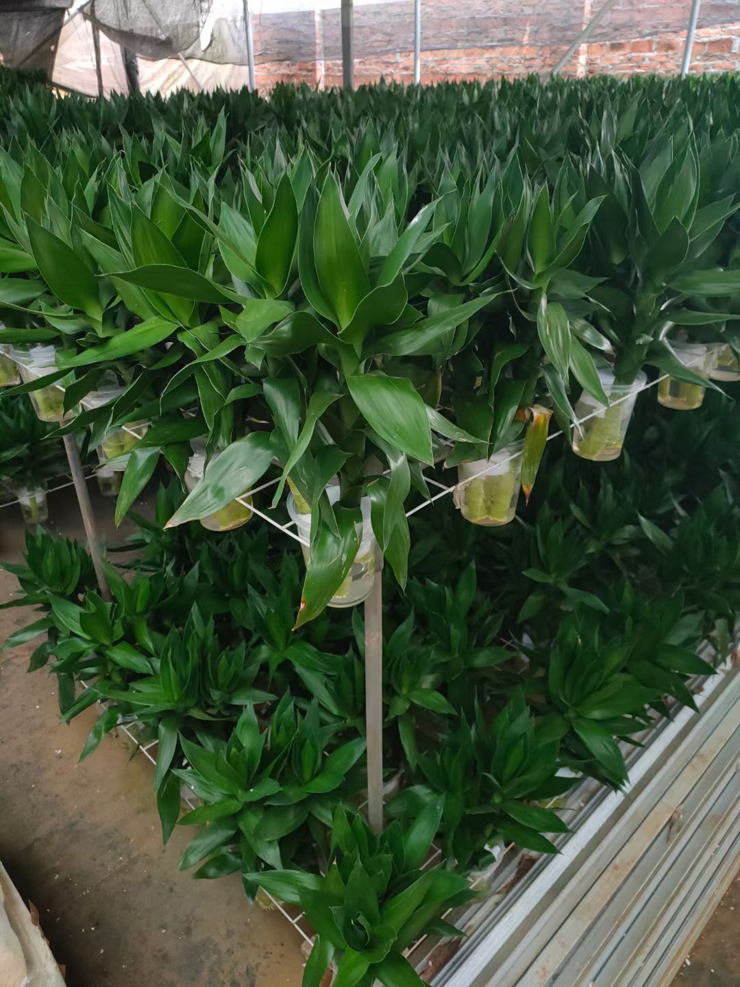 水培观音竹 水培荷花竹35公分