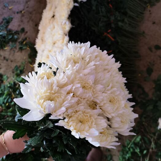 新沂市白菊 青支绿叶，花头好！价格还不高！