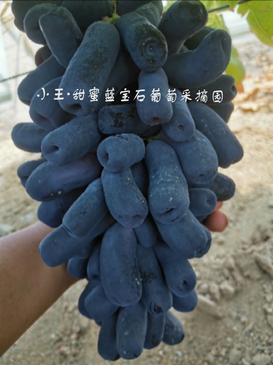 美人指葡萄  新疆甜蜜蓝宝石葡萄，中草药纯菌生态果，光照充足，口感好！！