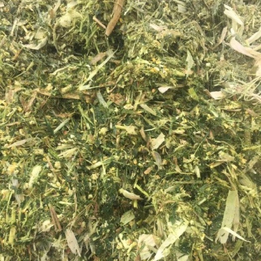 乾县玉米青贮 全株青贮玉米