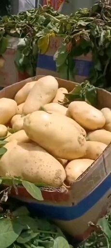 荷兰15 微七 山东土豆供应