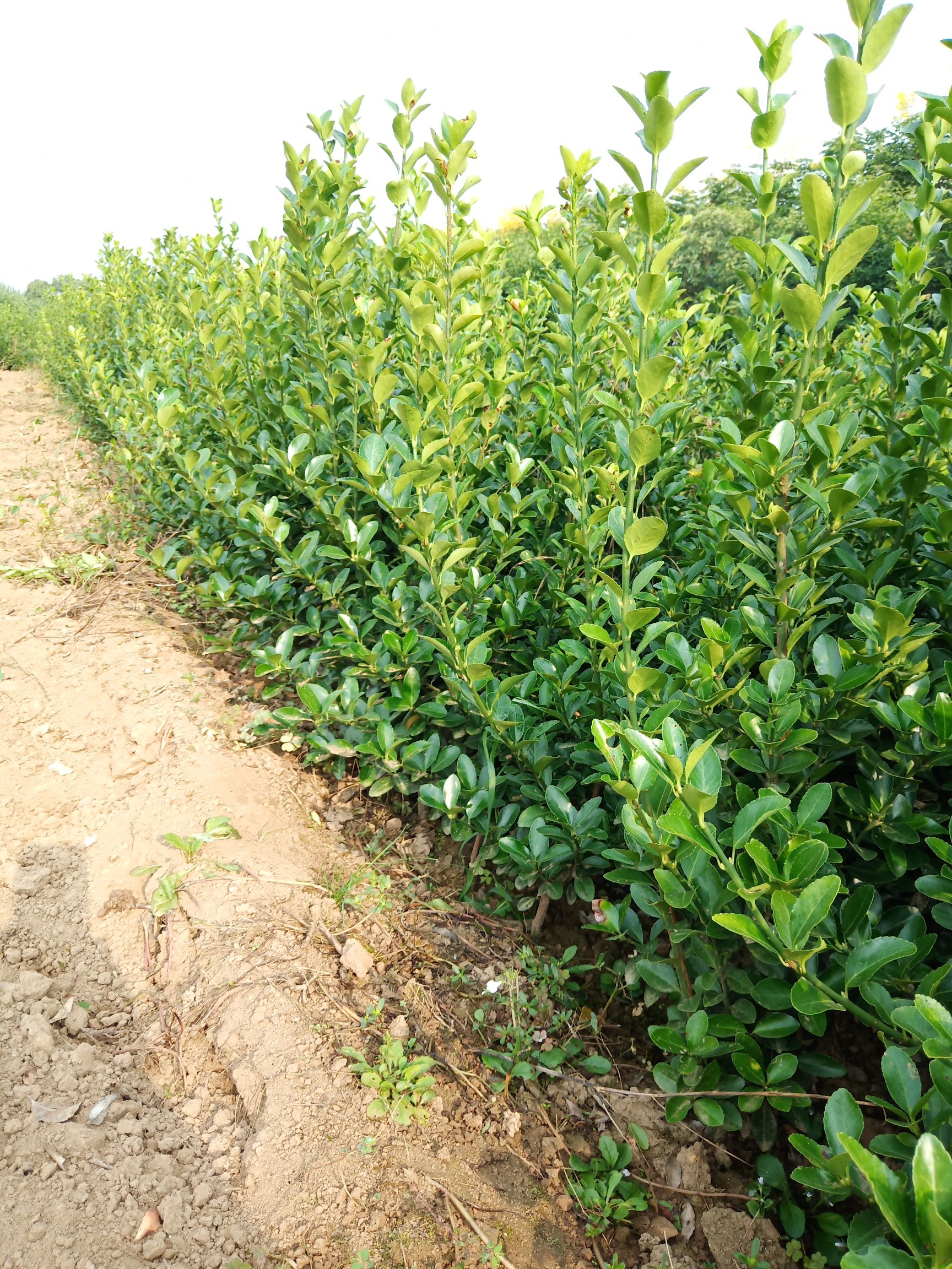 万年青 大叶万年青地栽苗 万年青杯苗 陕西优质万年青产地直发