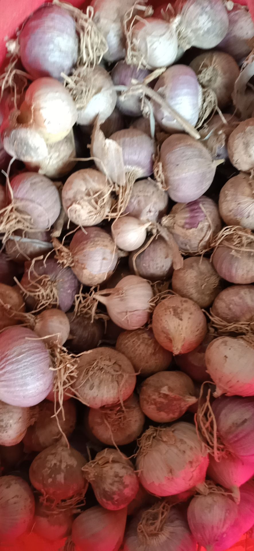 四川彭州独头蒜，香辣味美，口感很好诚信为本，雪含果蔬出品。