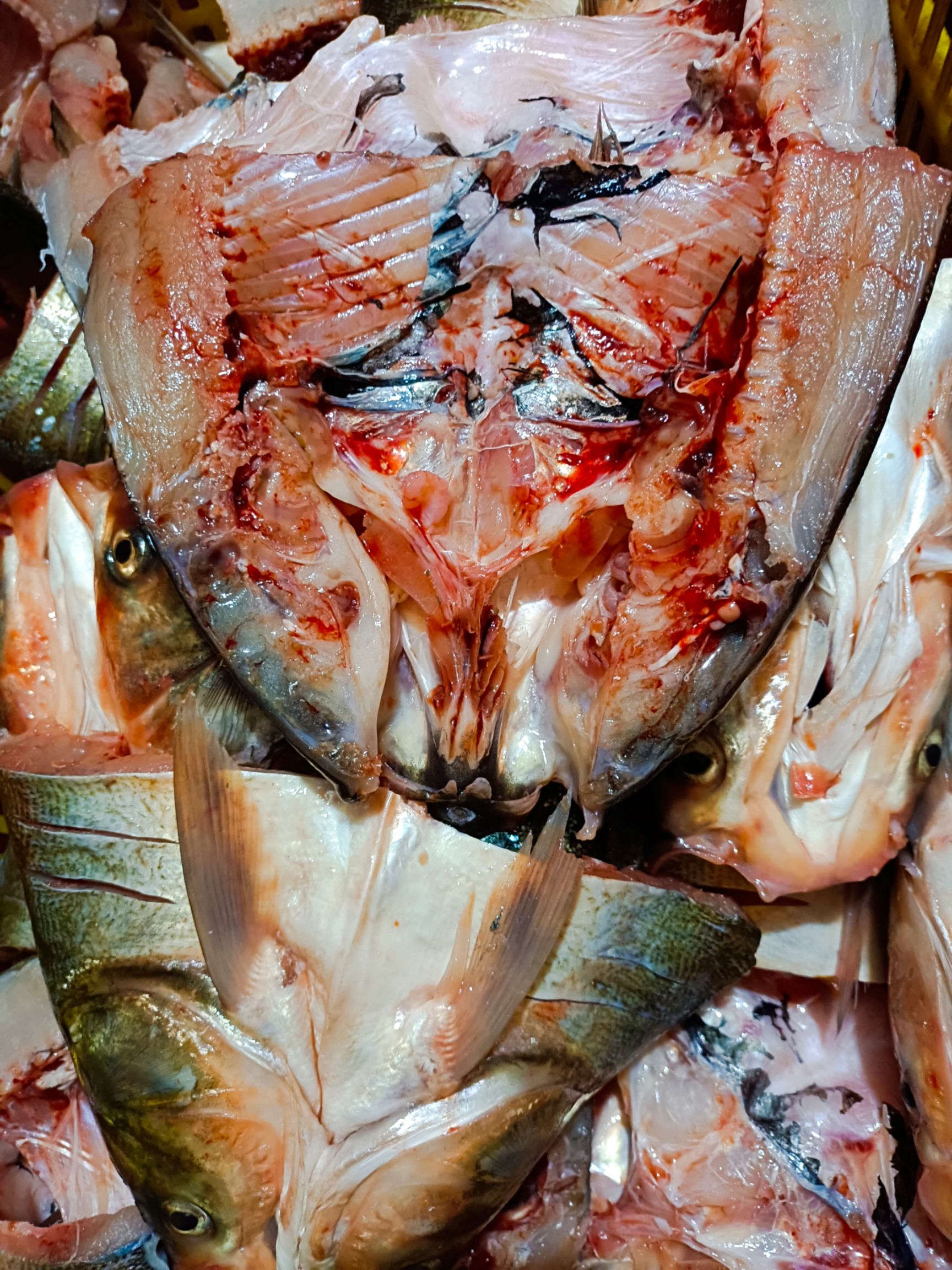 白鲢鱼 长期供应新鲜鲢鱼头，一手货源欢迎预定下单咨询选购