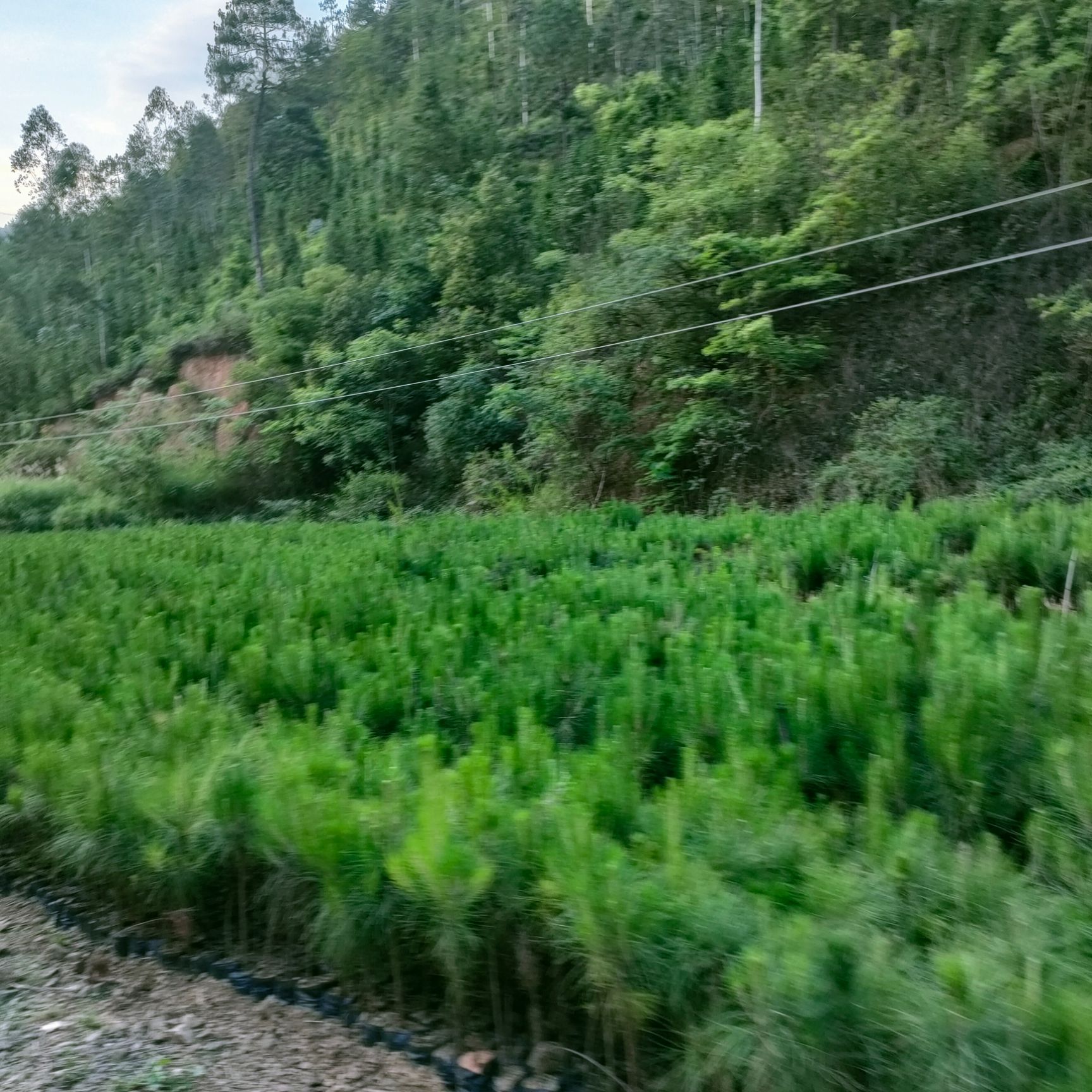 湿地松树苗 松树苗