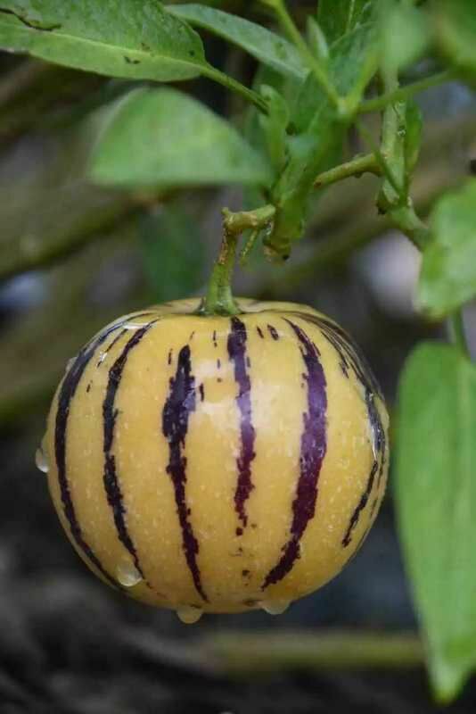 人参果，营养丰富，老少皆宜