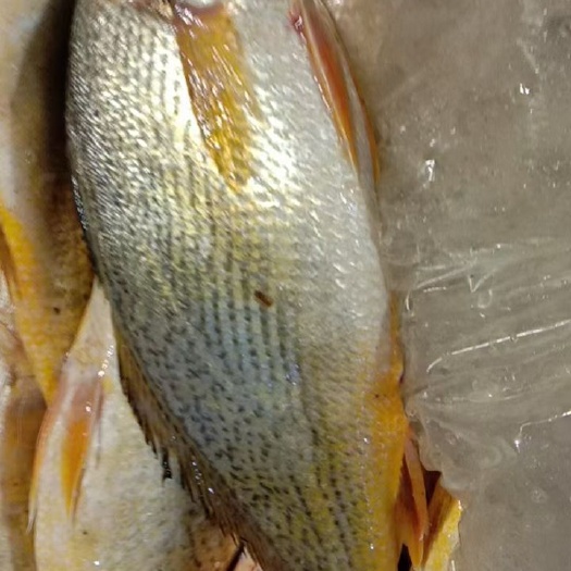 沈阳春子鱼
