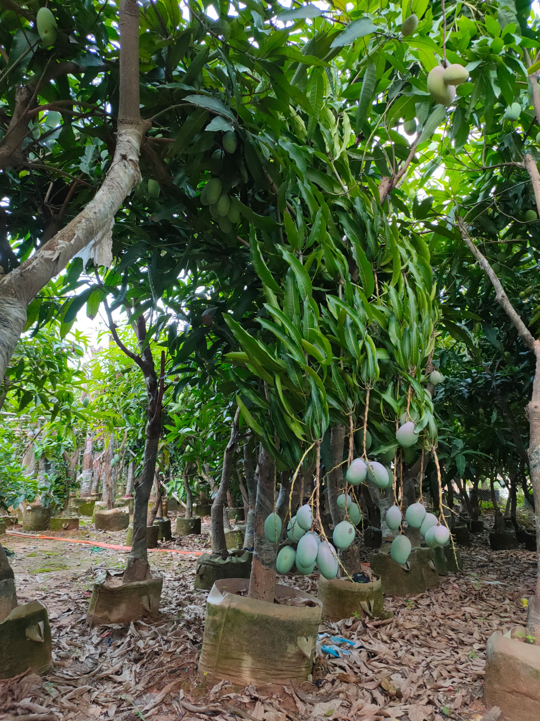 青芒果苗  芒果樹