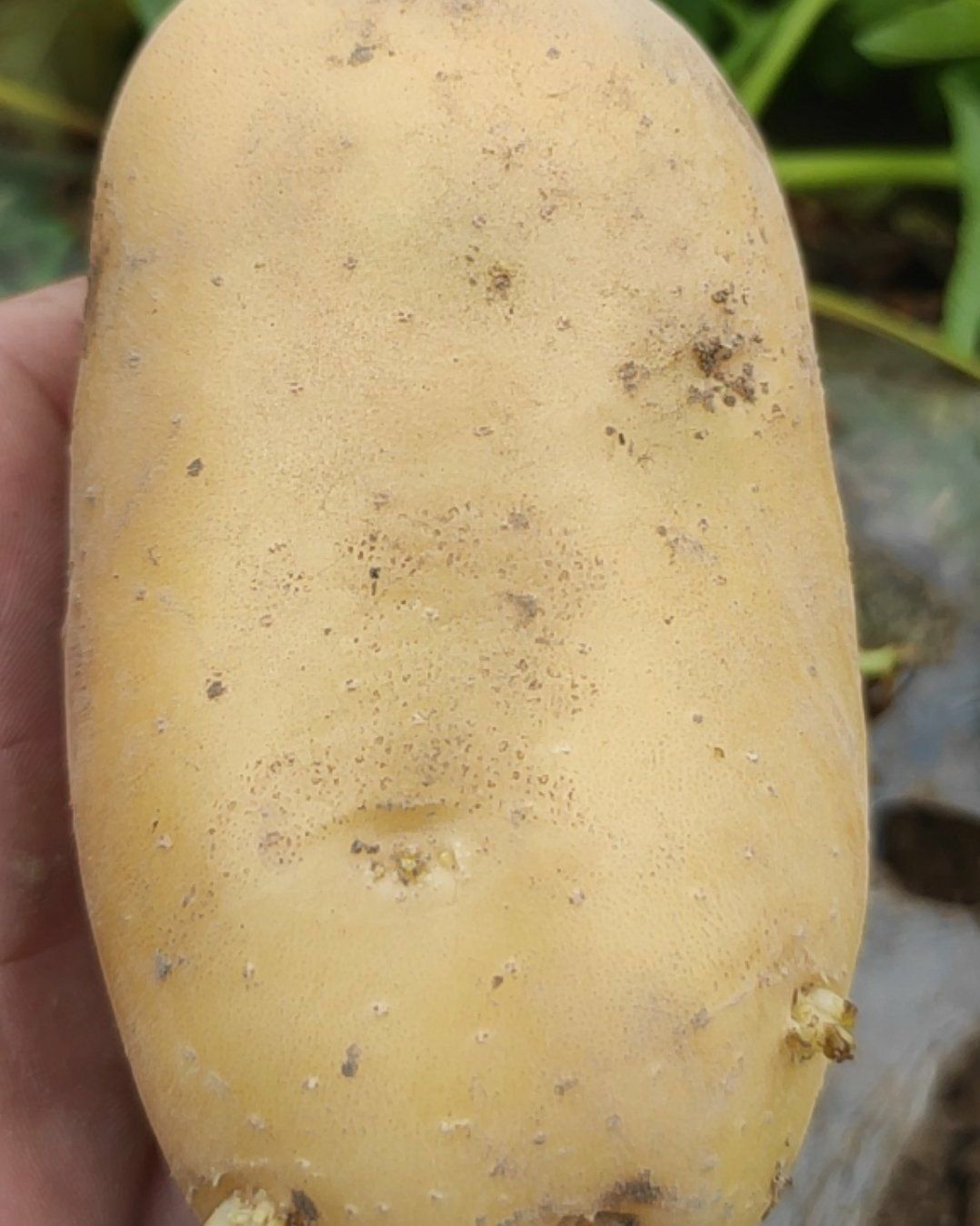 新鲜土豆