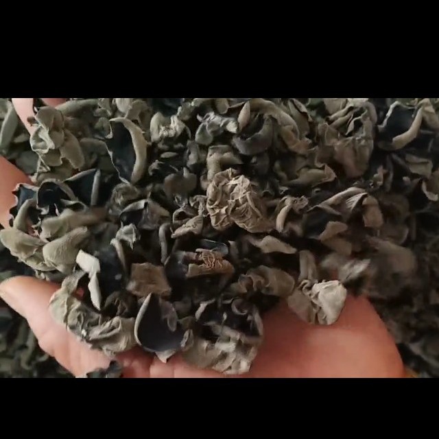 黑木耳  东北头茬大棚木耳，黑厚，口感很好