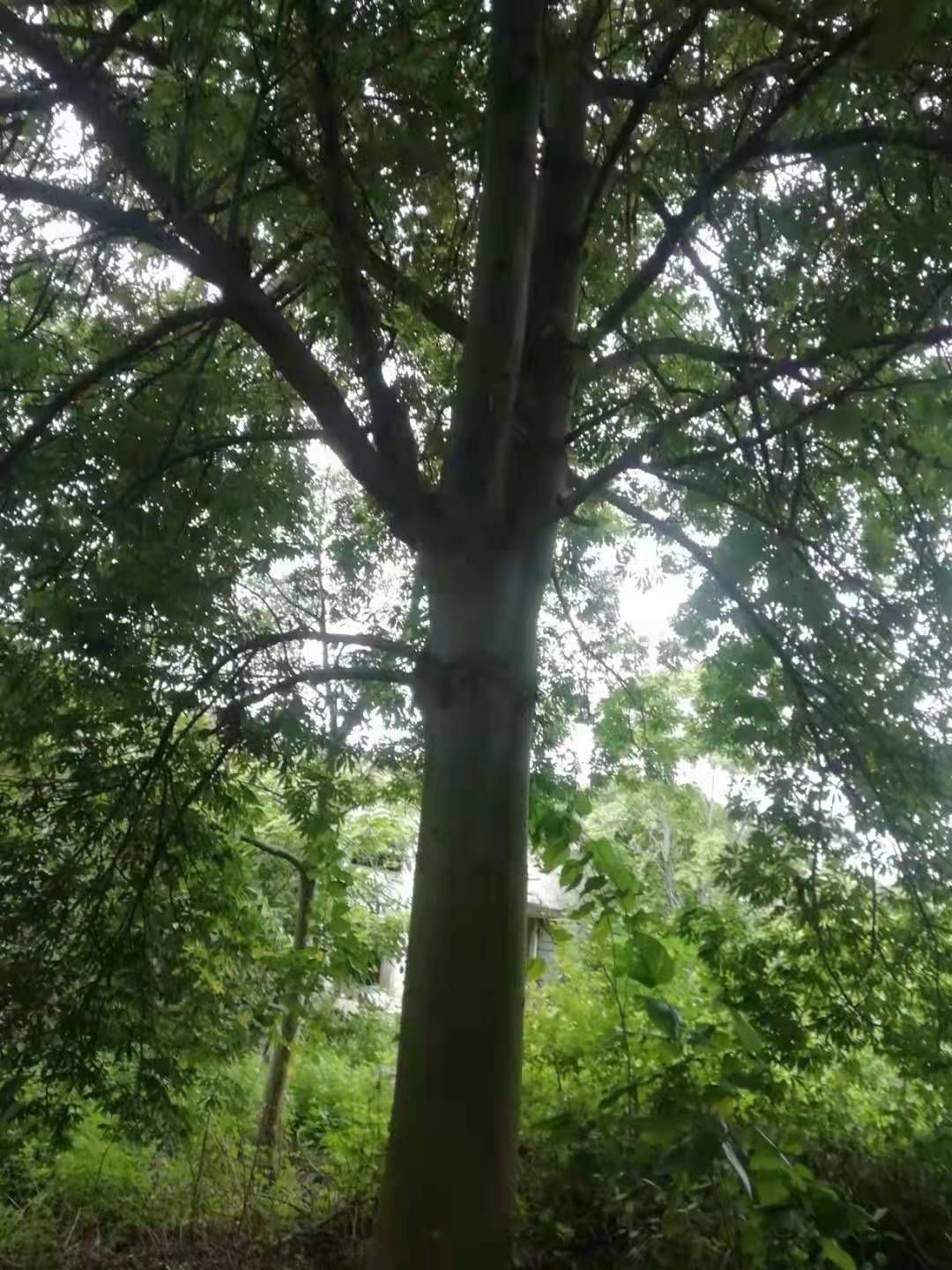 美丽木棉 5米以上 